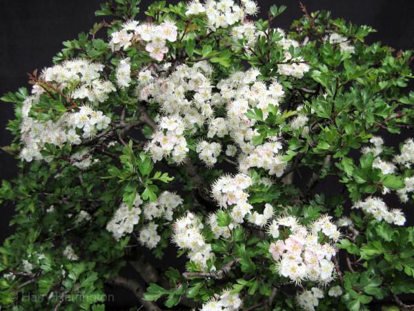bonsai flower